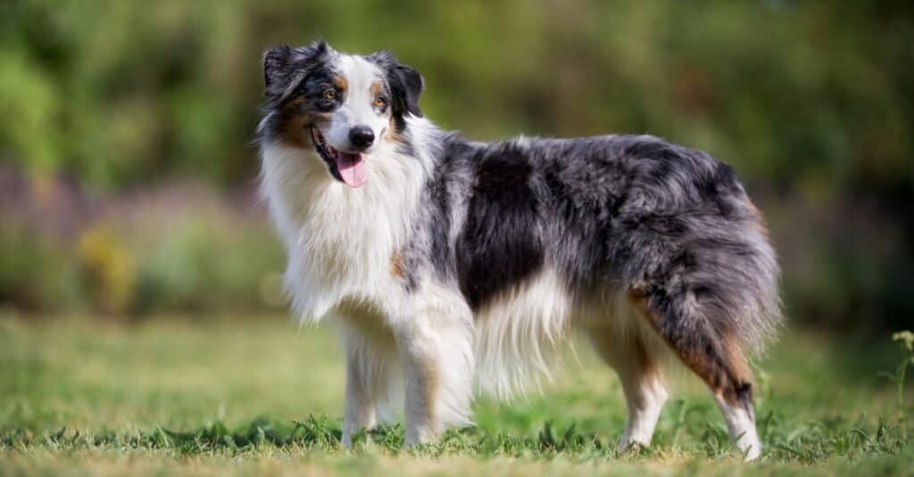 are english shepherds aggressive dogs