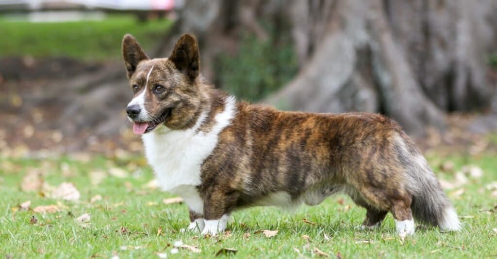 heelers #heelersoftiktok #throwback, Heeler Dogs