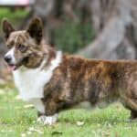  The Cardigan Welsh Corgi is perfectly built as a type of heeler dog.   