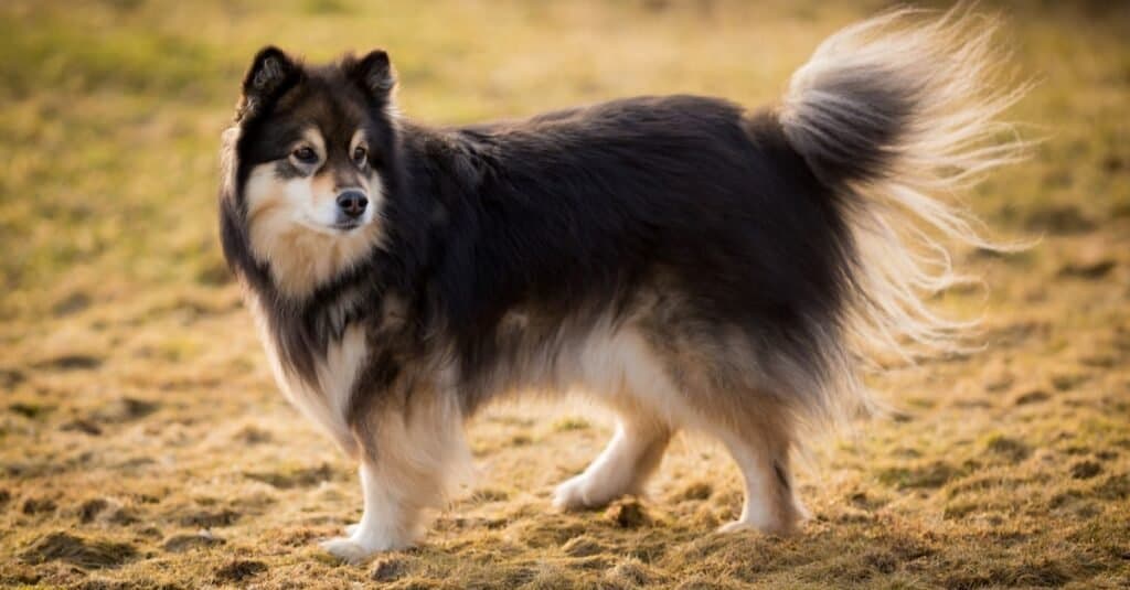 Types of heeler dogs - Finnish Lapphund