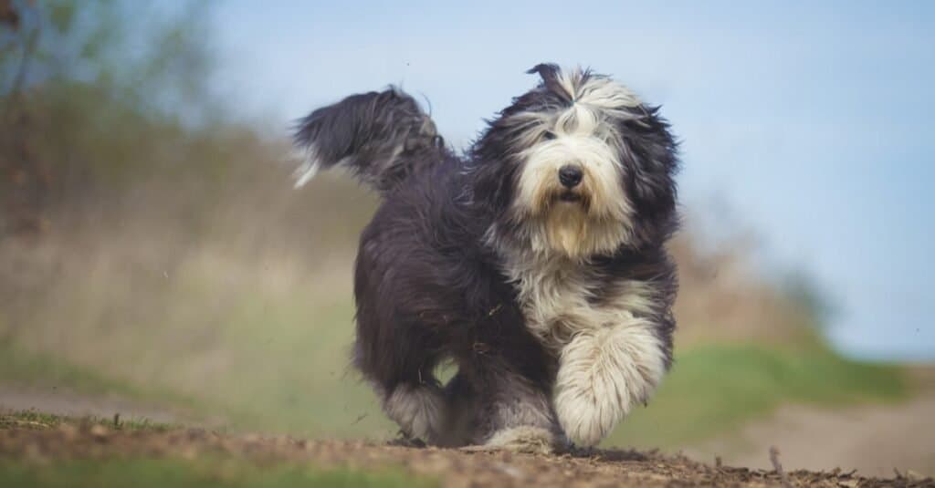 Types of heeler dogs - Old English Sheepdog