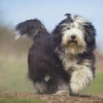 Old English Sheepdog