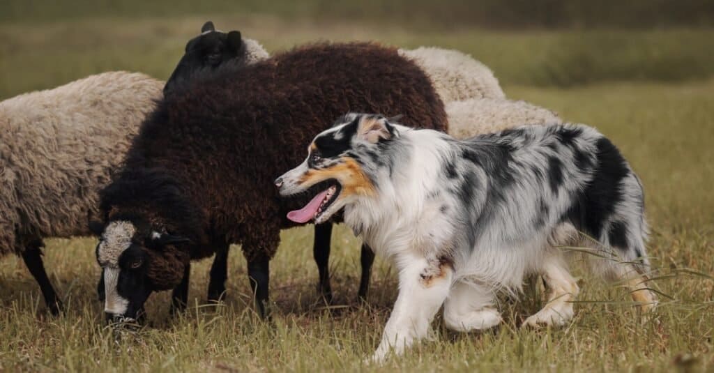 Types of heeler dogs - Australian shepherd