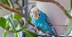 Parakeet Colors: Rarest to Most Common Picture