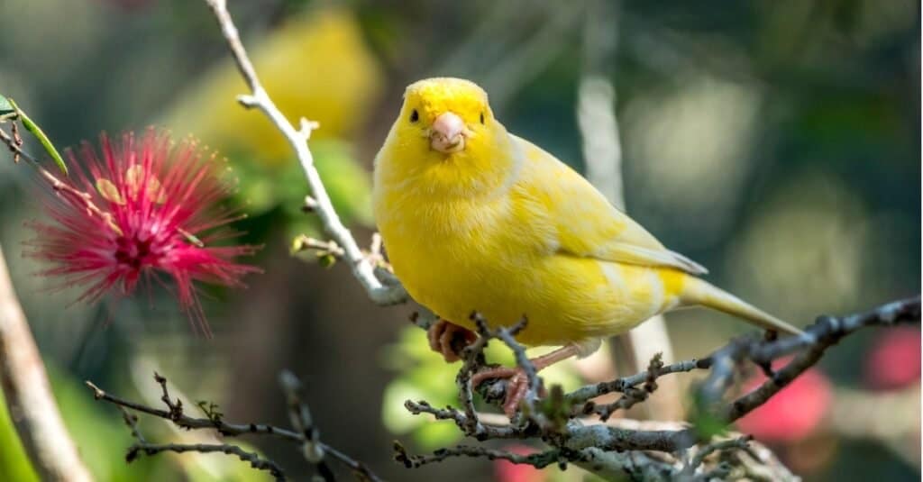 Types of pet birds - Canary