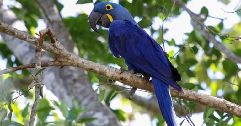 Types of pet birds - Hyacinth Macaw
