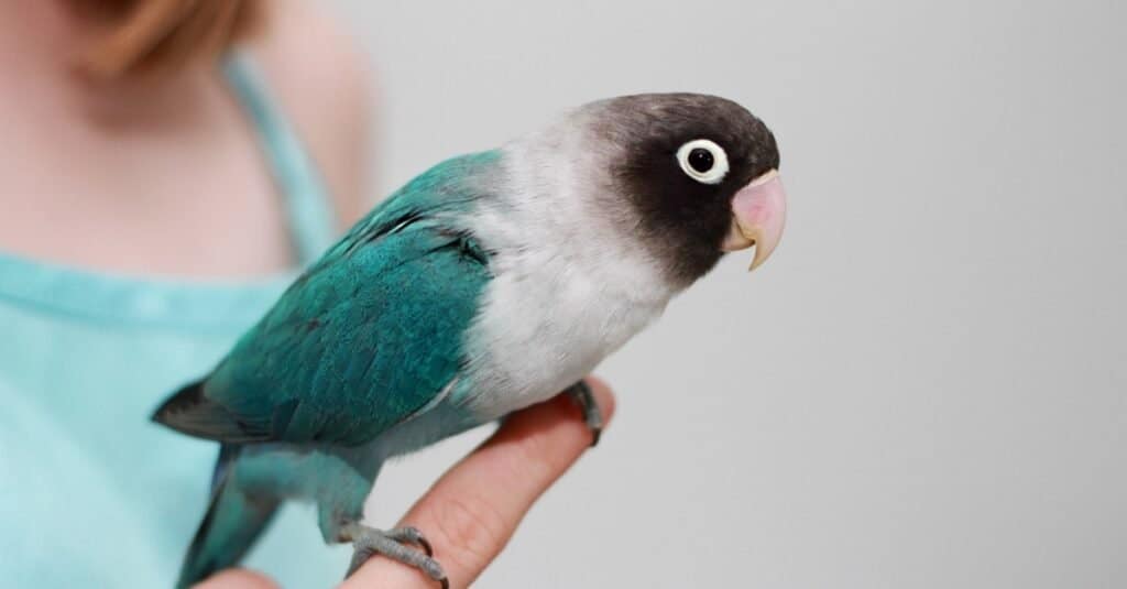 Types of pet birds - Masked Lovebird