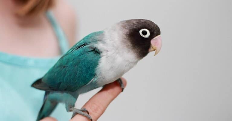 Types of pet birds - Masked Lovebird