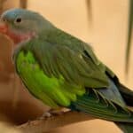 One of the more beautiful of the different types of pet birds, the Princess of Wales Parakeet looks like a flying sherbet.