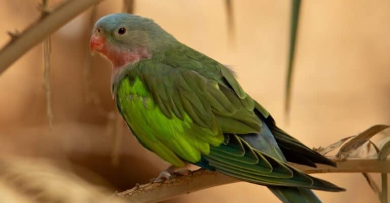 Types of pet birds - Princess of Wales Parakeet