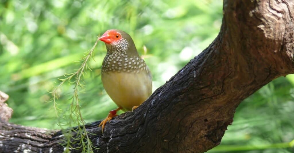 Types of pet birds - Star Finch