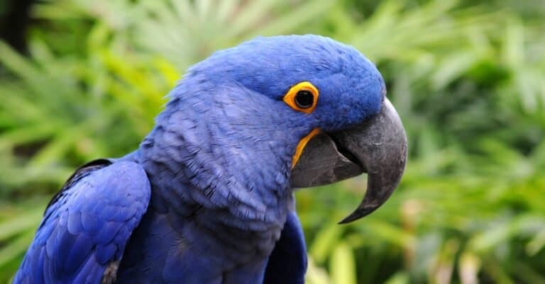 Types of pet birds