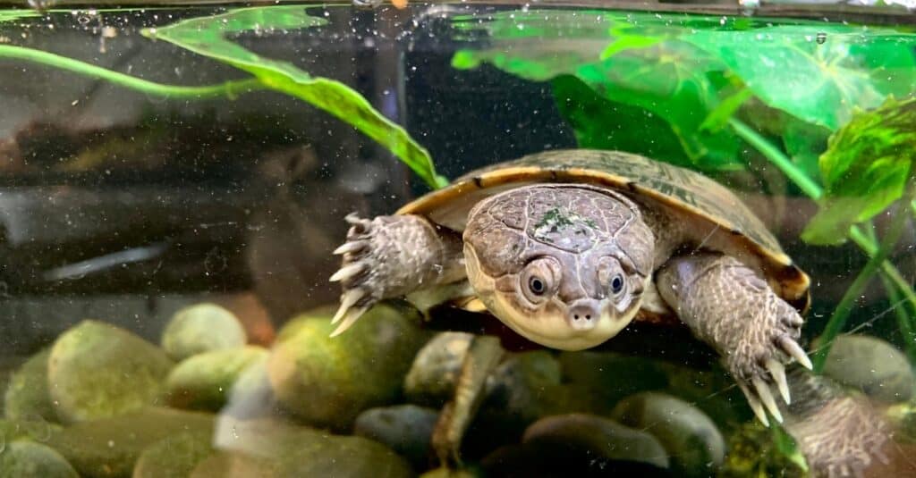 Types of pond turtles - African Aquatic Side-Neck Turtle