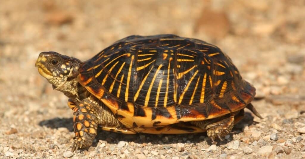 Types de tortues d'étang - Tortue-boîte