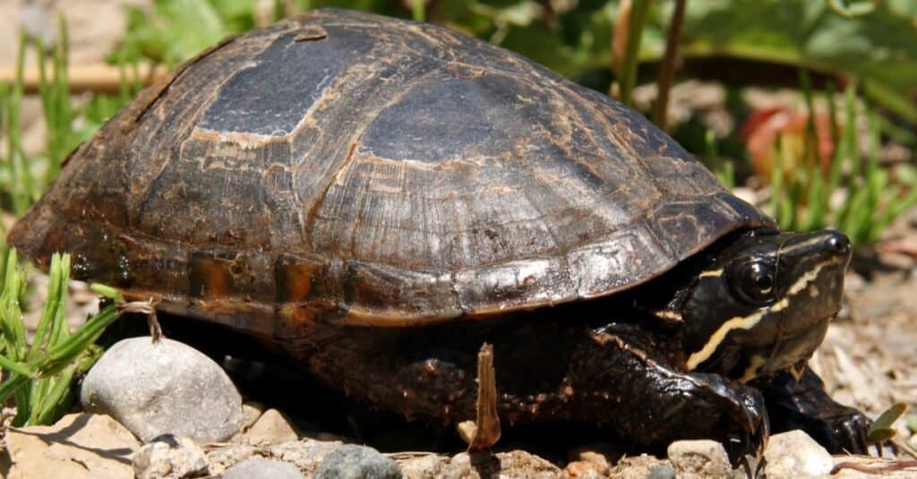 Types of pond turtles - Common Musk Turtle