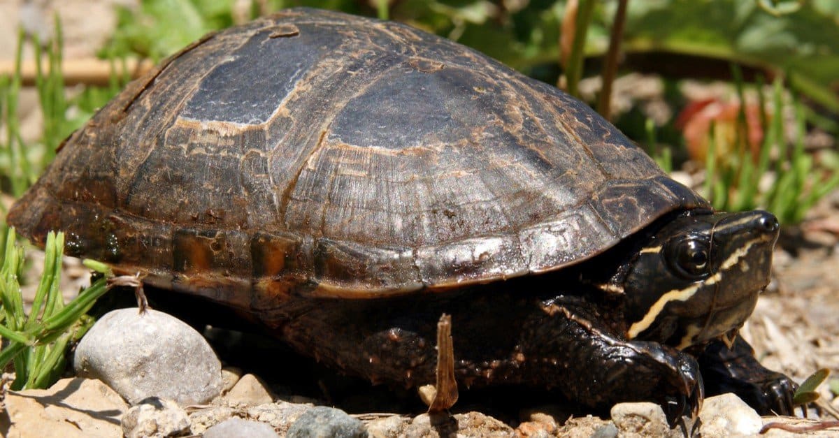 Turtle Predators: What Eats Turtles? - A-Z Animals