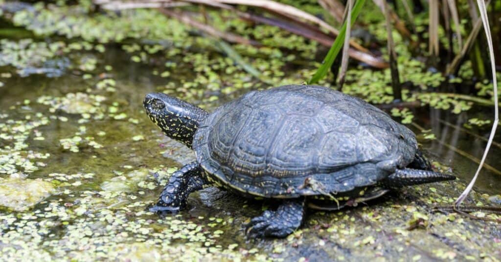 Types of pond turtles - European Pond Terrapin