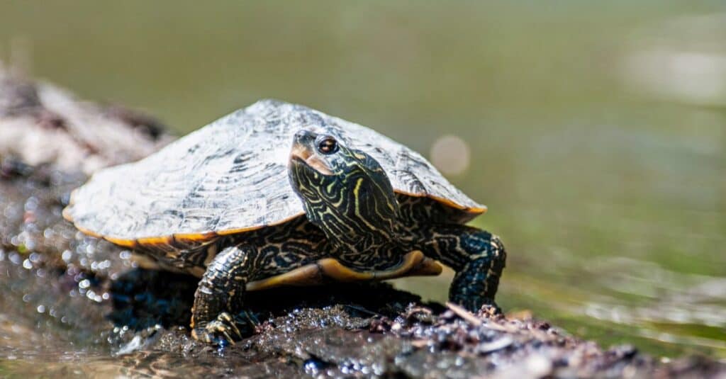 Types of pond turtles - Northern Map Turtle
