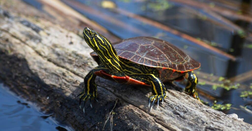 Types of pond turtle - Painted Turtle