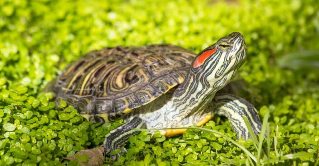 Types de tortues d'étang - Curseur à oreilles rouges
