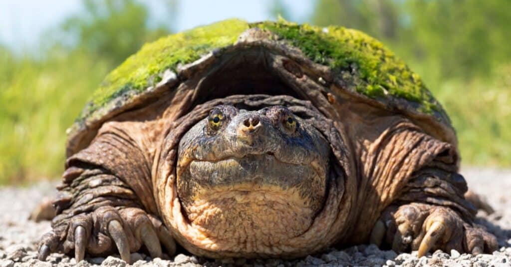 Types of pond turtles - Snapping Turtle, shows a close up of a giant turtle witting in gravel.
