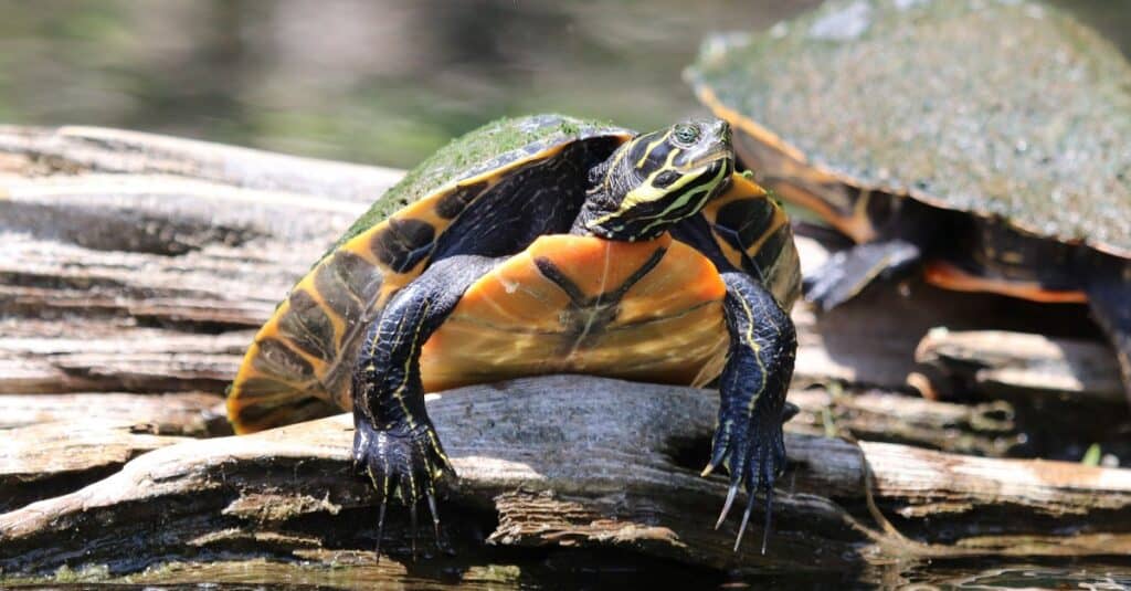 Các loại rùa ở Maryland - Thanh trượt bụng vàng