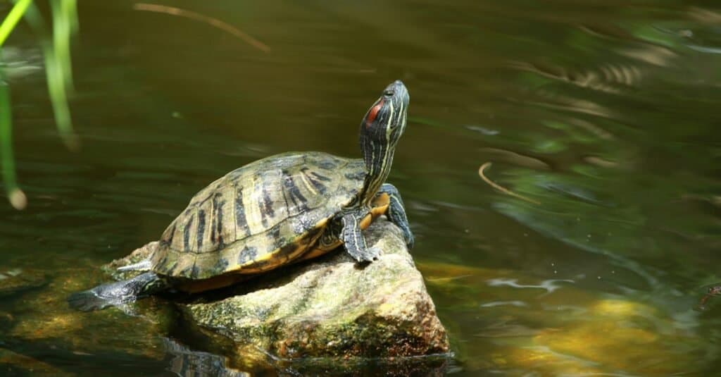 Types of pond turtles