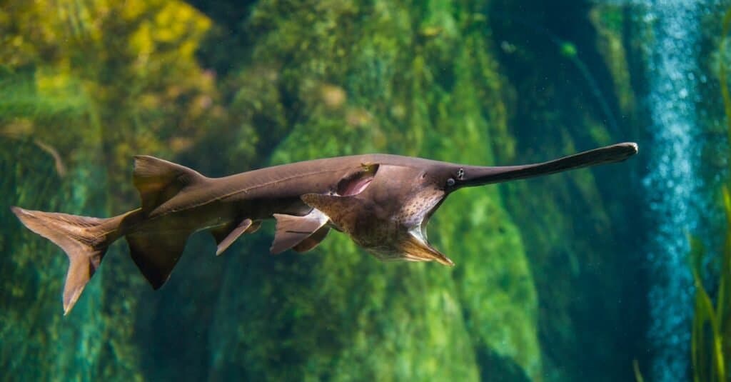 Cá mái chèo Mỹ bơi trong suối