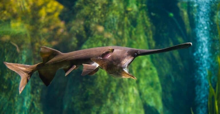 American Paddlefish swimming in a stream