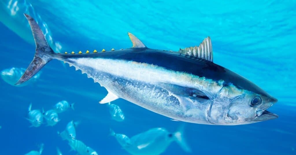 albacore vs tuna