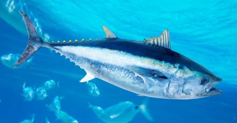 Types of rare fish - Bluefin Tuna