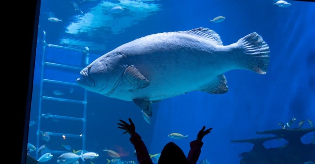Các loại cá quý hiếm - Cá vược khổng lồ