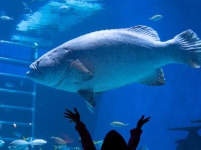 A The 12 Largest Aquariums In The United States