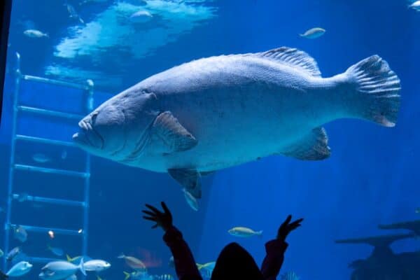 Giant Sea Bass, also known as the goliath grouper, in an aquarium. These types of rare fish prefer to live in shallow water close to coastlines.