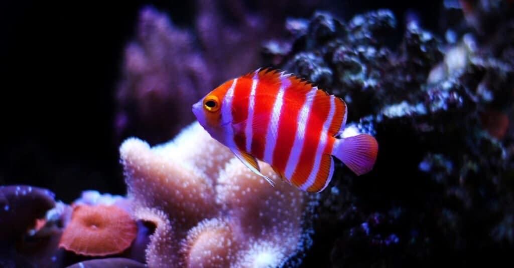 Types of rare fish - Peppermint Angelfish