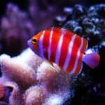Peppermint Angelfish - (Paracentropyge boylei) in an aquarium. These types of rare fish inhabit tropical reefs and have been recorded at depths between 53 and 120 m.