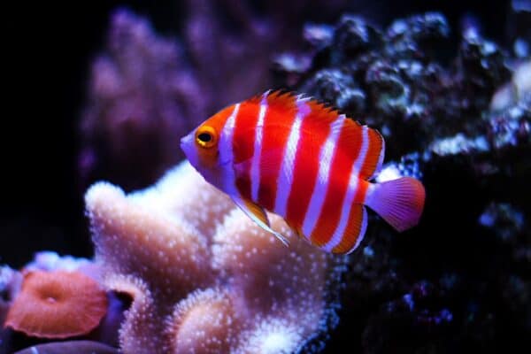Peppermint Angelfish - (Paracentropyge boylei) in an aquarium. These types of rare fish inhabit tropical reefs and have been recorded at depths between 53 and 120 m.