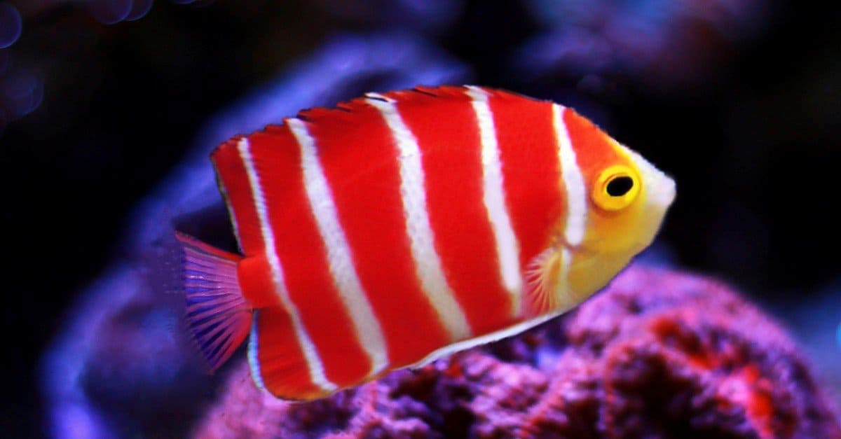 What is the top 1 rarest fish?