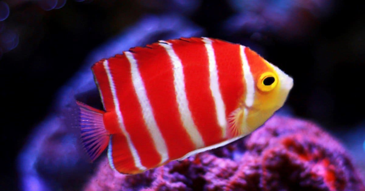 rare tropical saltwater fish