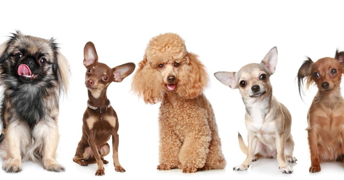 Types of toy dog breeds