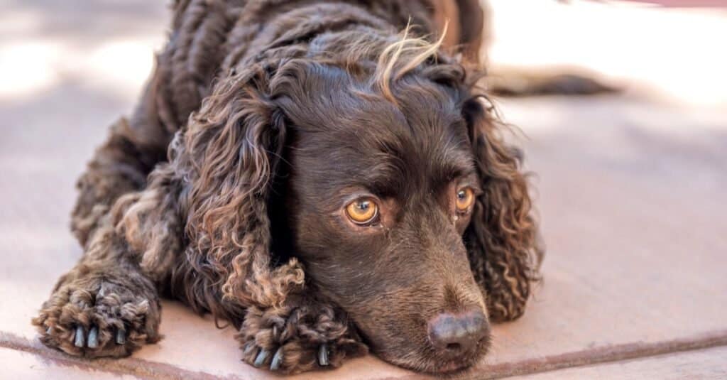 Types of water dogs - American Water Spaniel