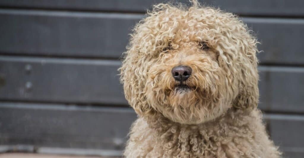 Types of dogs with curly hair