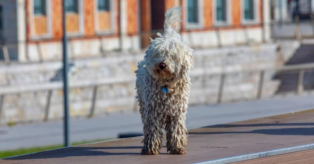 at what age is a cantabrian water dog full grown