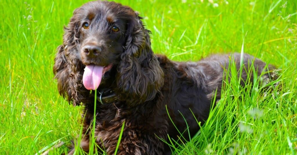 Irish water 2024 spaniel hypoallergenic