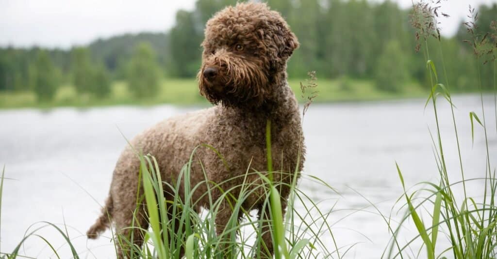 Types of water dogs - Lagotto Romagnolo