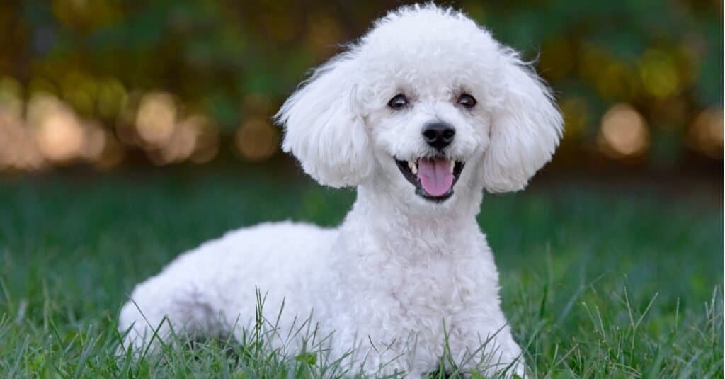 how old do poodle terriers live