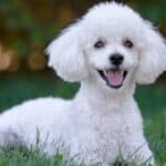 Discover the milestones and care guide for a poodle pregnancy.