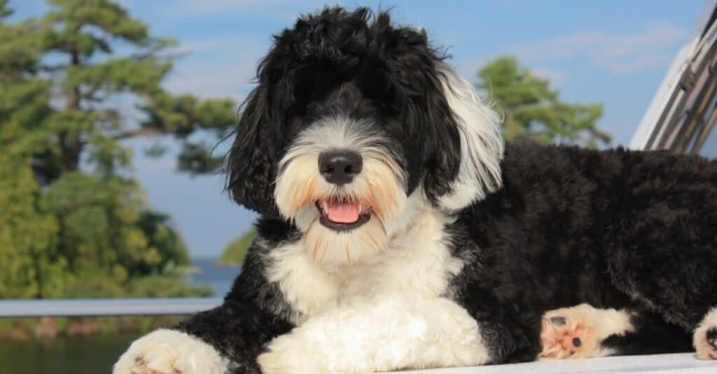 black and white dog breeds