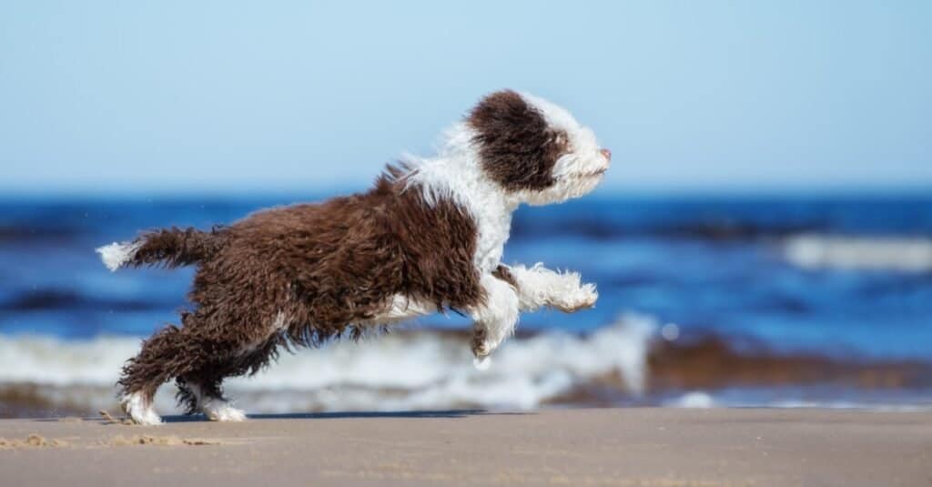 at what age is a cantabrian water dog full grown