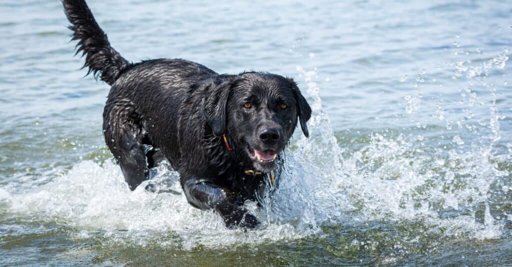 Types of water dogs